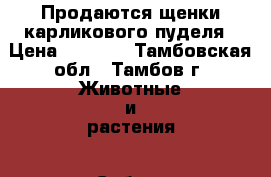 Продаются щенки карликового пуделя › Цена ­ 5 000 - Тамбовская обл., Тамбов г. Животные и растения » Собаки   . Тамбовская обл.,Тамбов г.